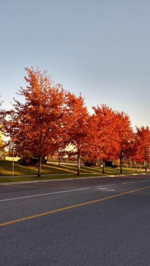 Village At York U Торонто Экстерьер фото